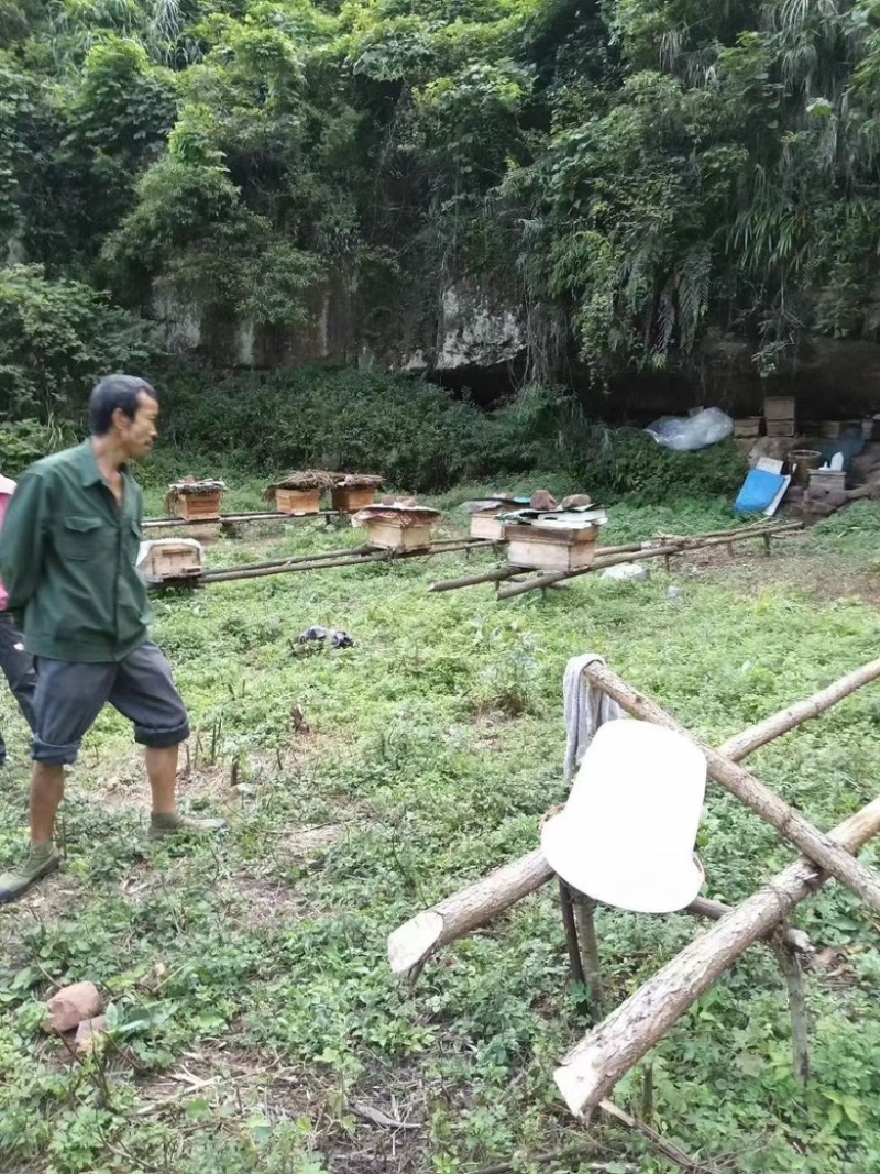 自家养的***蜂蜜