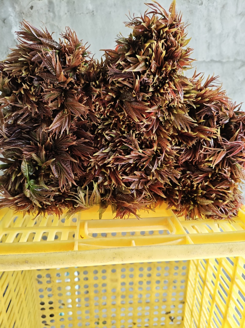 露天红油香椿芽大量上市，基地批发，一手货源