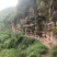 自家养的***蜂蜜
