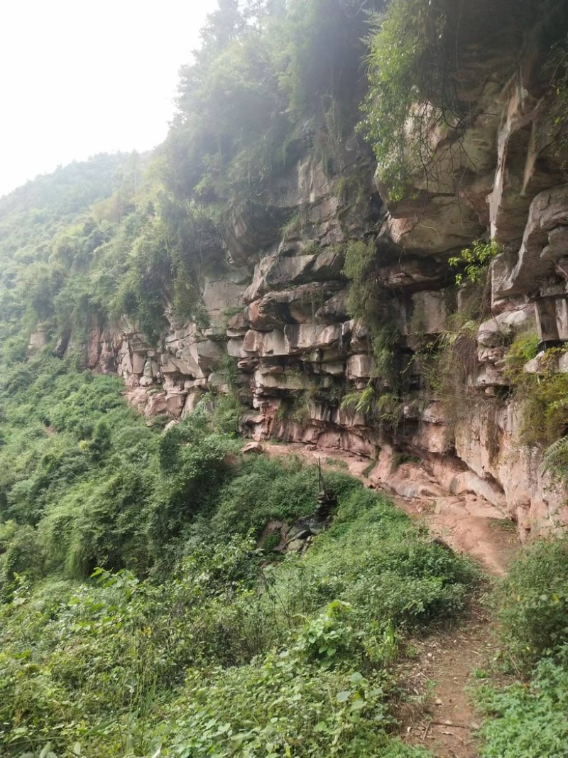 自家养的***蜂蜜