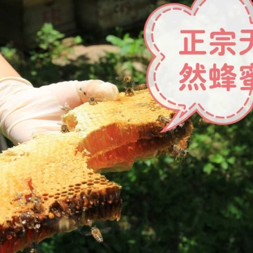 自家养的***蜂蜜