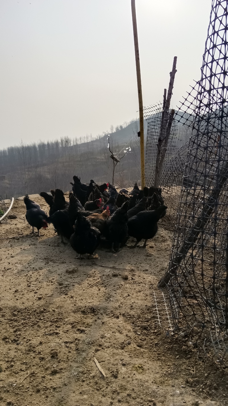 纯正散养土鸡蛋