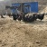 纯正散养土鸡蛋