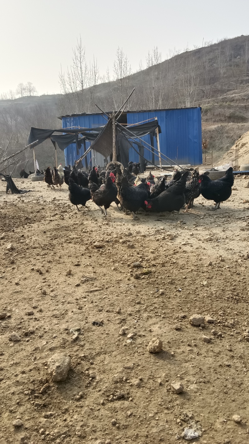 纯正散养土鸡蛋