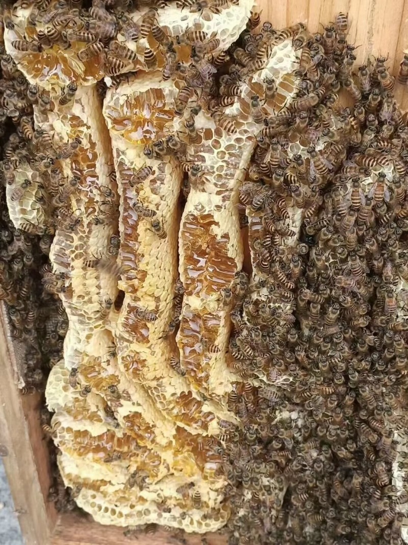 ******土蜂蜜