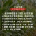 金都嘟尔精异丙甲草胺苗前封闭药封闭草籽高含量苗前封闭药封