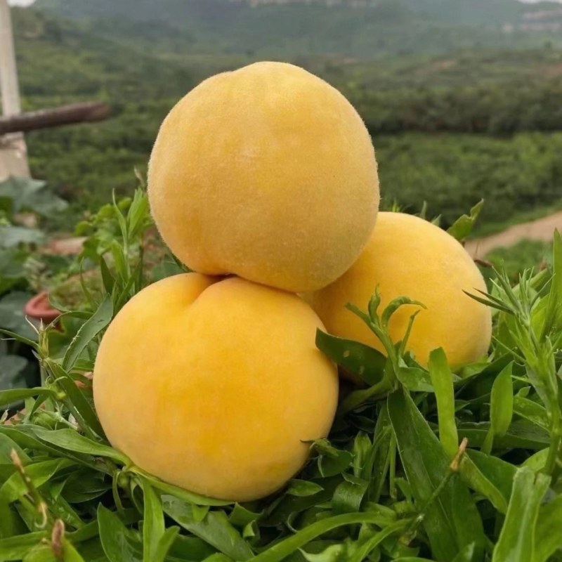 湖北锦绣黄桃，大量现货，规格齐全个头均匀，可供市场商超