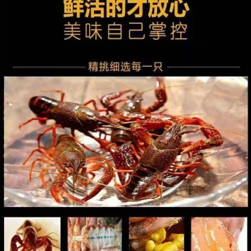 潜江龙虾味道鲜美