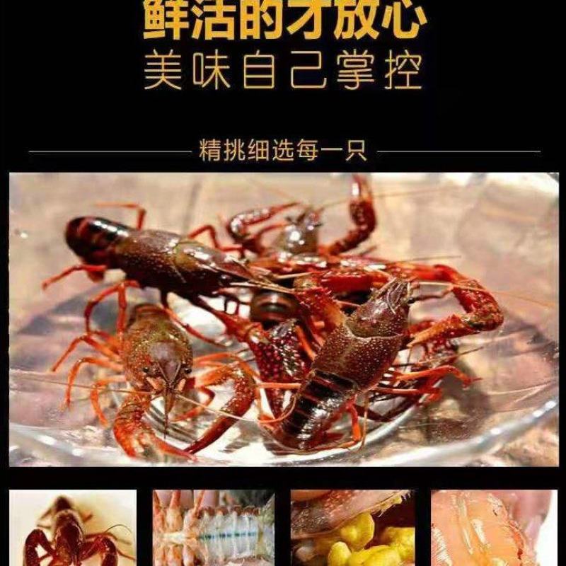 潜江龙虾味道鲜美