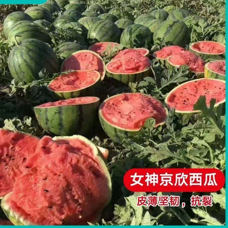 云南冰糖麒麟西瓜。