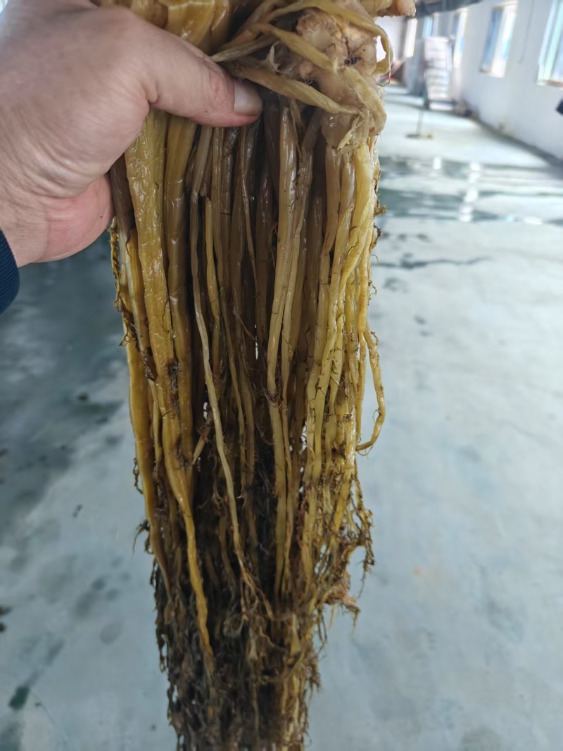 湖北雪里红梅干菜对接全国量大从优价格美丽欢迎询价