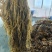 湖北雪里红梅干菜对接全国量大从优价格美丽欢迎询价