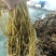湖北雪里红梅干菜对接全国量大从优价格美丽欢迎询价