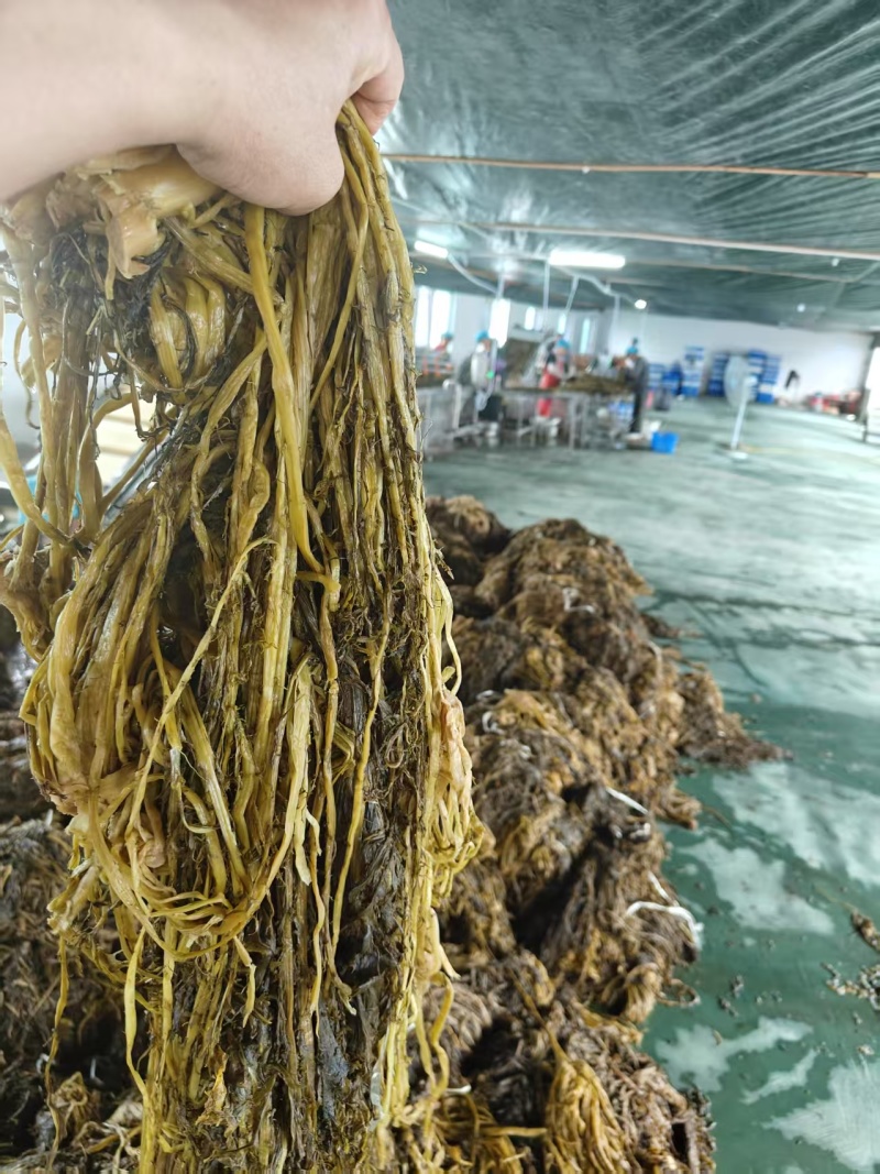 湖北雪里红梅干菜对接全国量大从优价格美丽欢迎询价