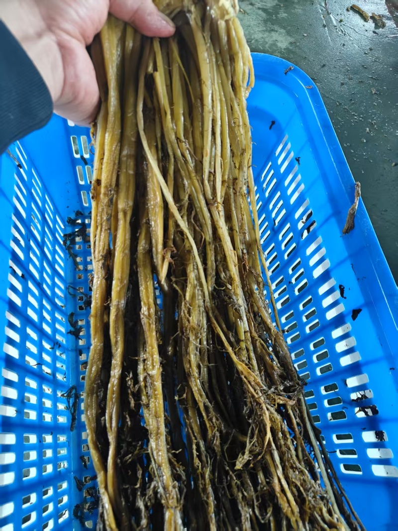 湖北雪里红梅干菜对接全国量大从优价格美丽欢迎询价