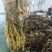 湖北雪里红梅干菜对接全国量大从优价格美丽欢迎询价