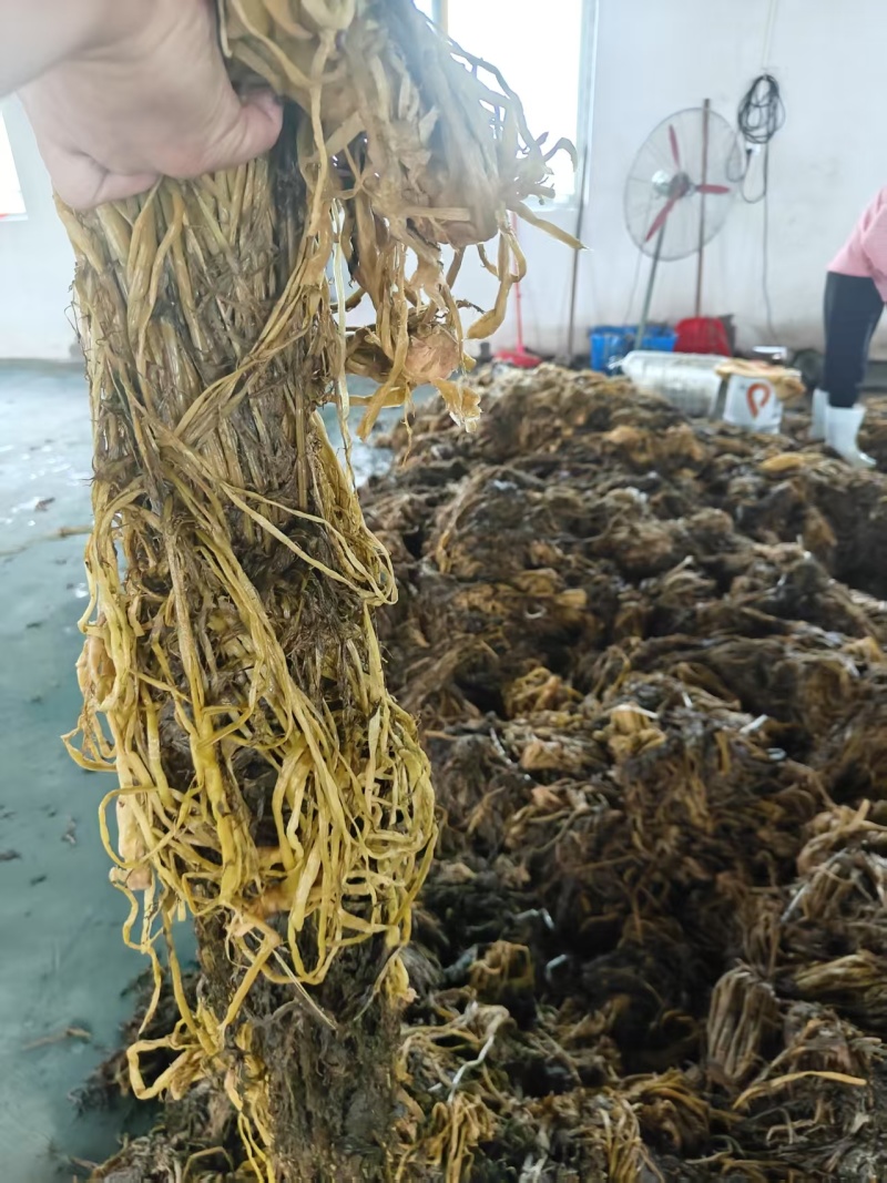 湖北雪里红梅干菜对接全国量大从优价格美丽欢迎询价