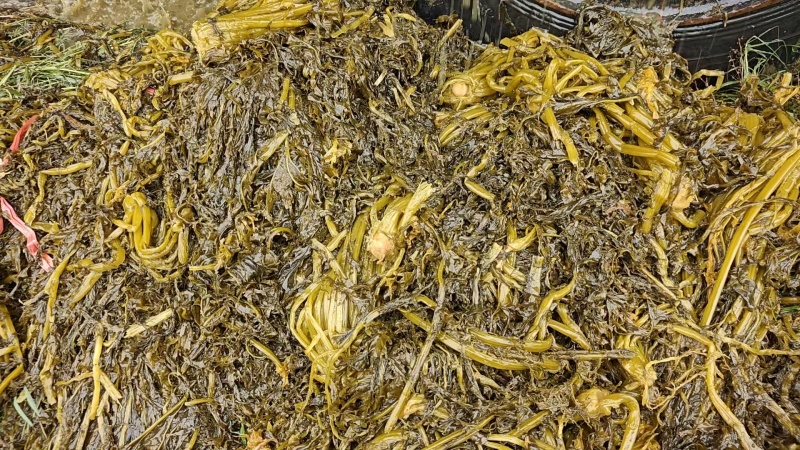湖北雪里红梅干菜对接全国量大从优价格美丽欢迎询价
