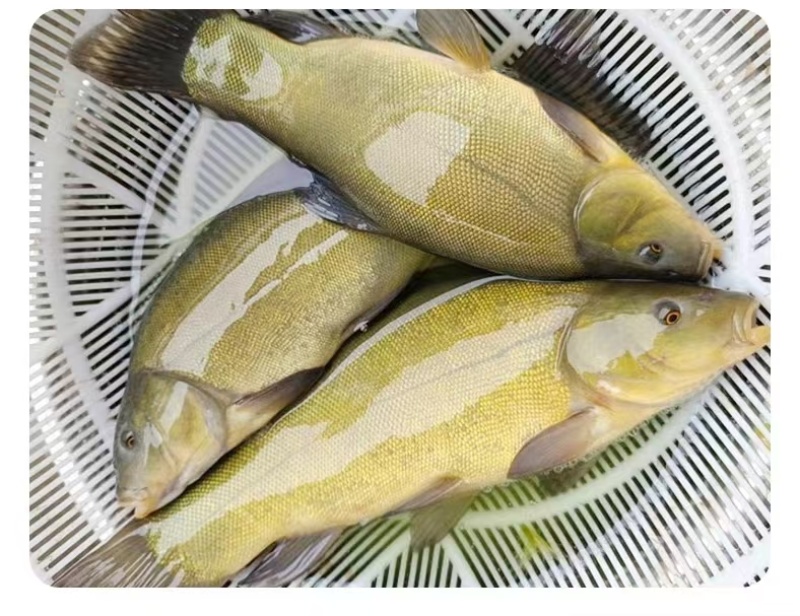 丁桂鱼