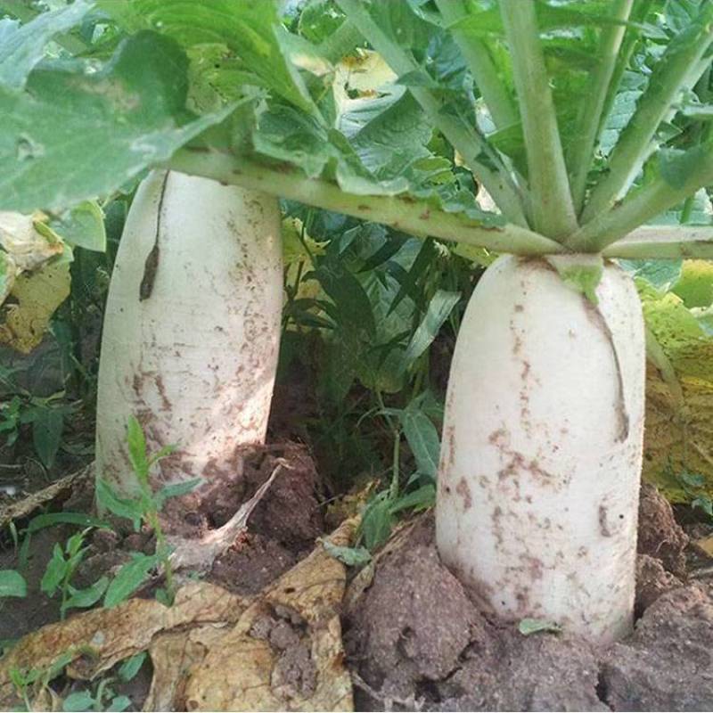 荆门白萝卜湖北萝卜白萝卜大量供应可视频看货欢迎来电