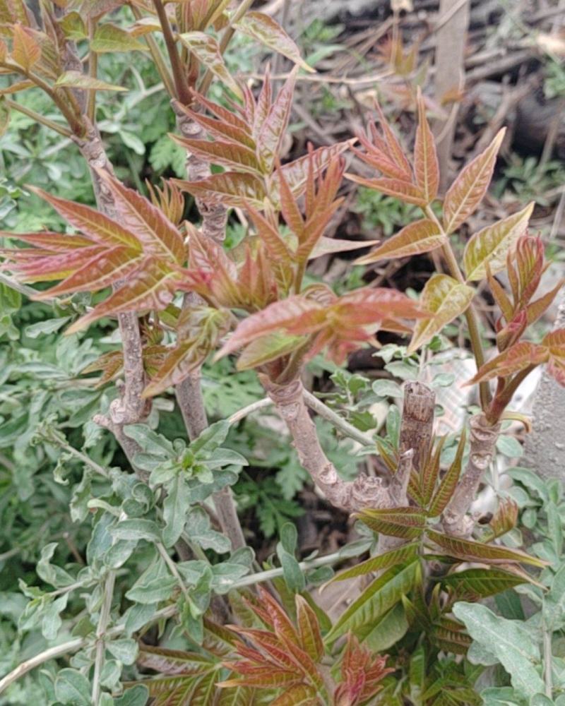西安香椿红香椿