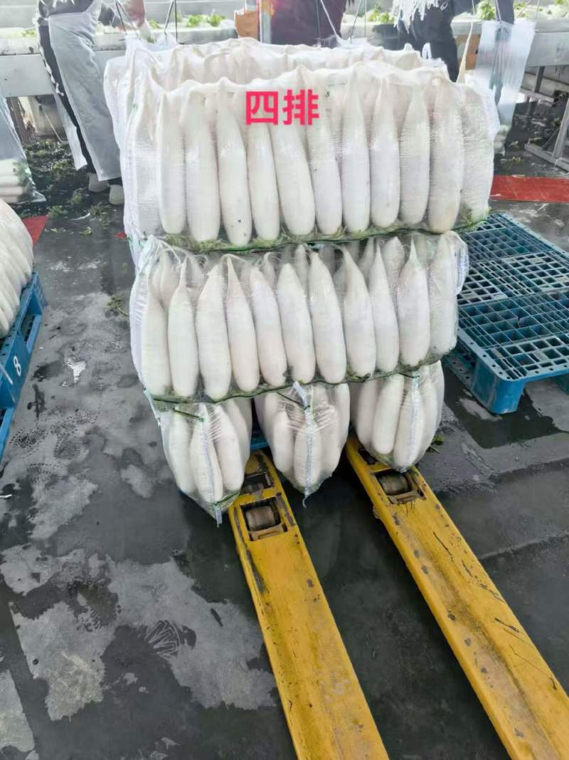 荆门白萝卜湖北萝卜白萝卜大量供应可视频看货欢迎来电