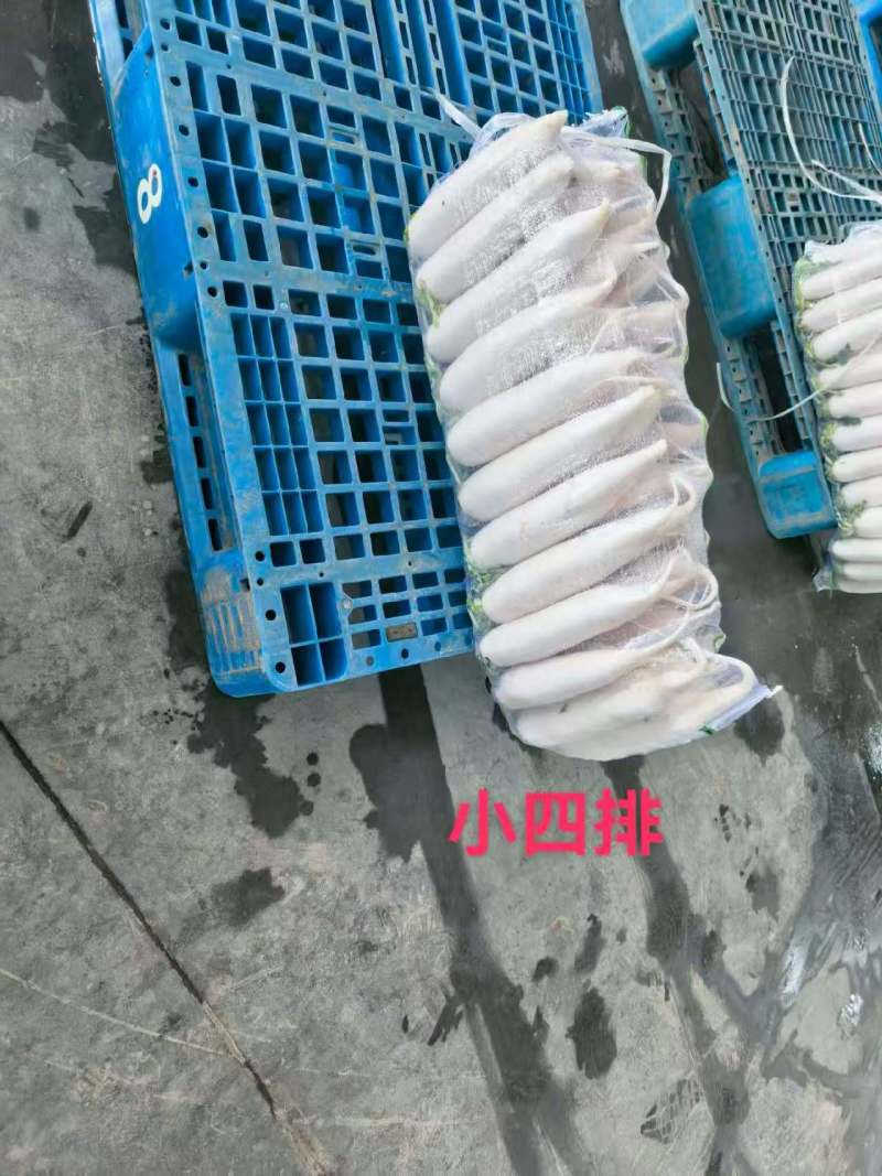荆门白萝卜湖北萝卜白萝卜大量供应可视频看货欢迎来电