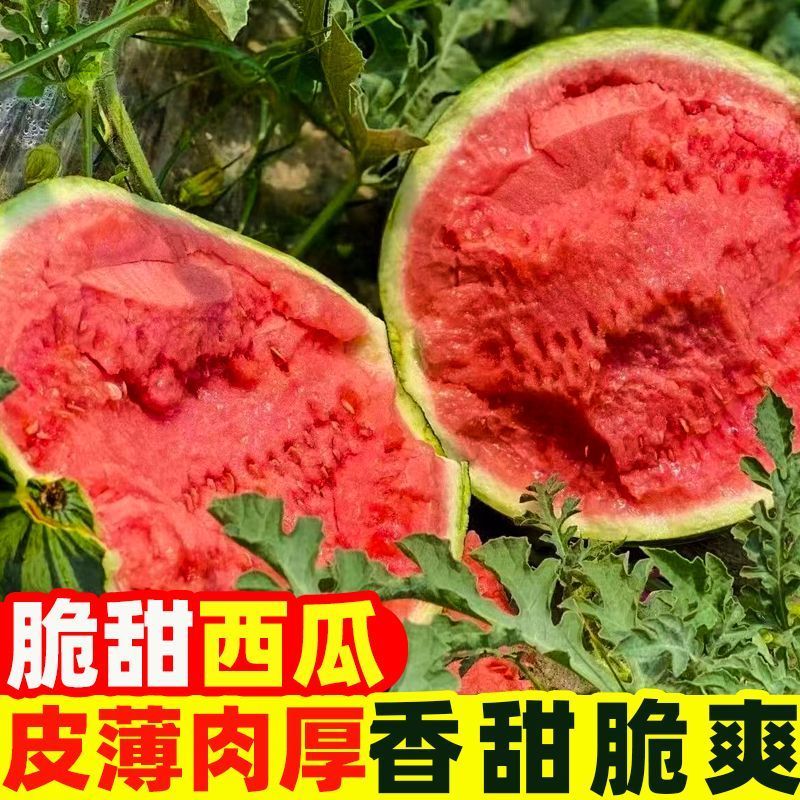 云南甜王西瓜