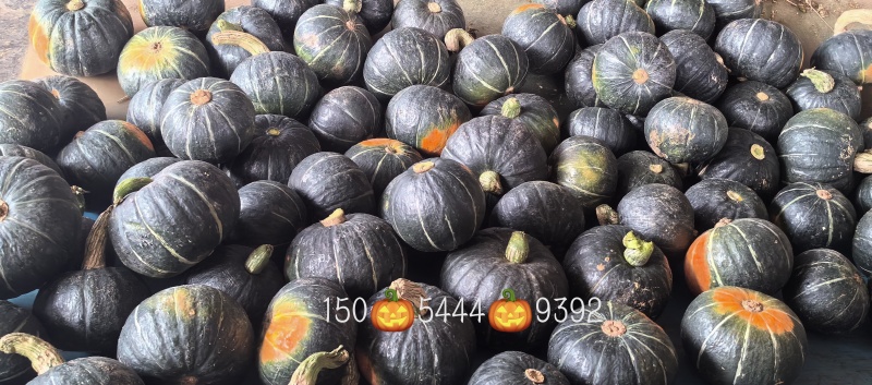 贝贝南瓜好货，已经糖化了，甜糯口感
