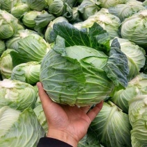 湖北圆包菜甘蓝大量供应可视频看货基地直发一手货源