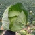 湖北圆包菜甘蓝大量供应可视频看货基地直发一手货源