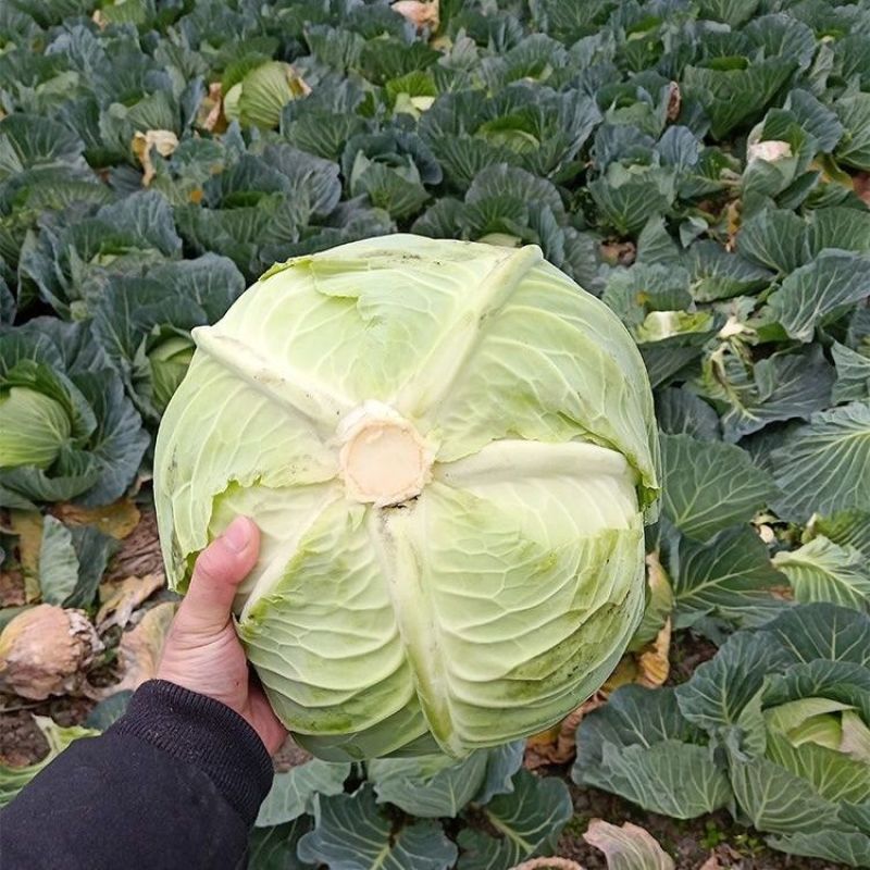 湖北圆包菜甘蓝大量供应可视频看货基地直发一手货源