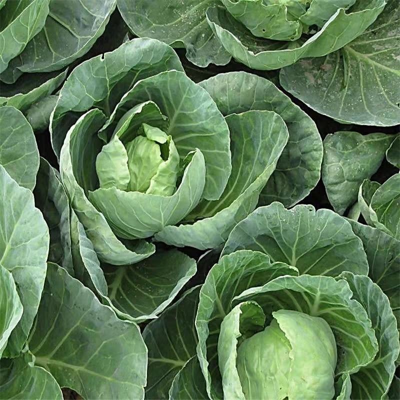 湖北圆包菜甘蓝大量供应可视频看货基地直发一手货源