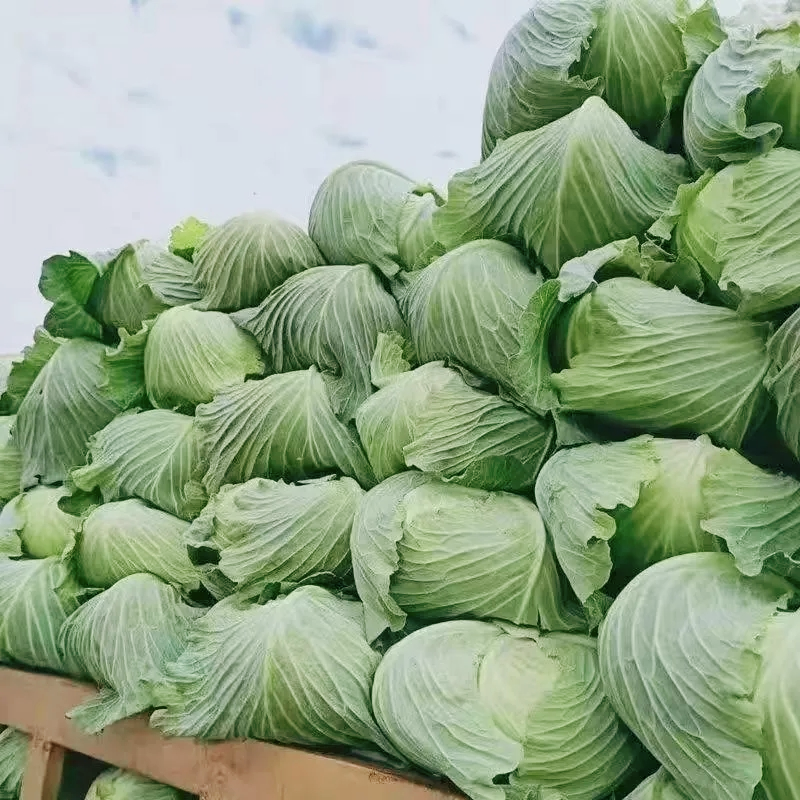 湖北圆包菜甘蓝大量供应可视频看货基地直发一手货源