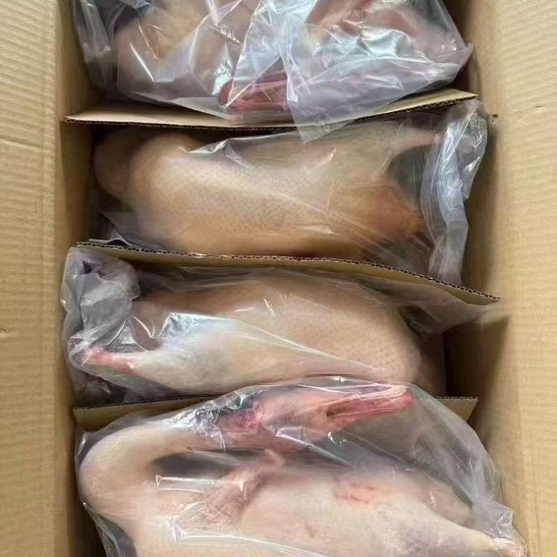 鸭胚单只2.6斤左右8吨