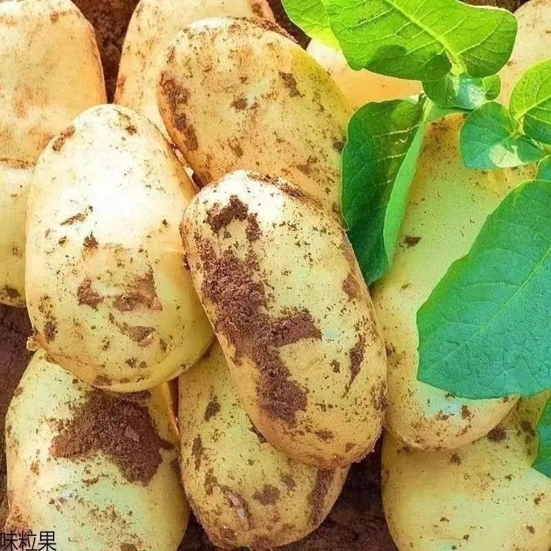 精品黄心土豆实验一号/v7/沃土/希森/黄皮黄心土豆