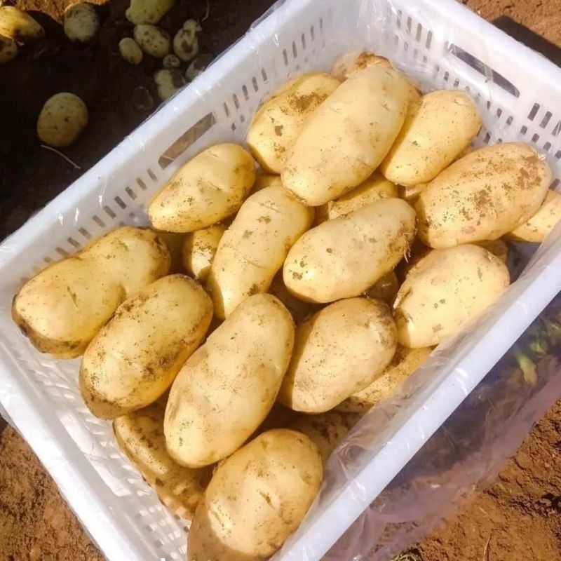 精品黄心土豆实验一号/v7/沃土/希森/黄皮黄心土豆