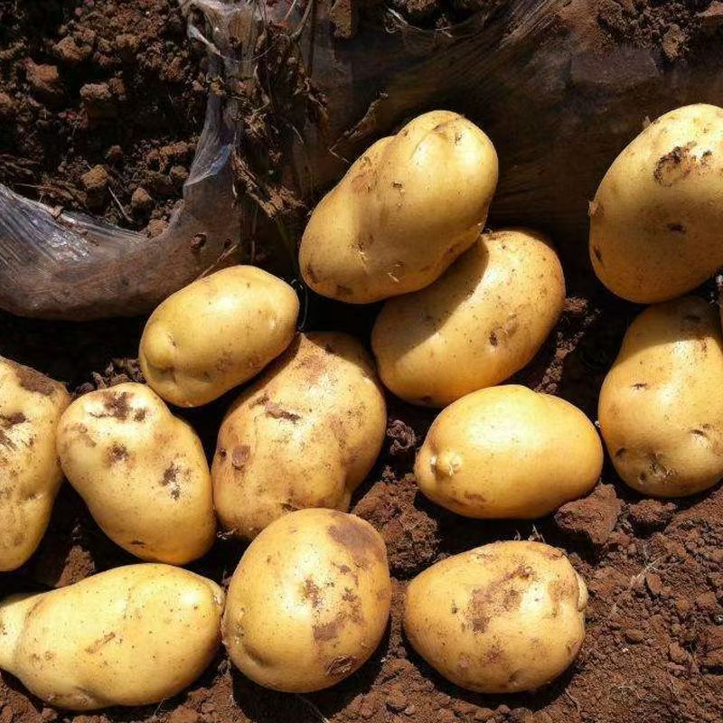 精品黄心土豆实验一号/v7/沃土/希森/黄皮黄心土豆