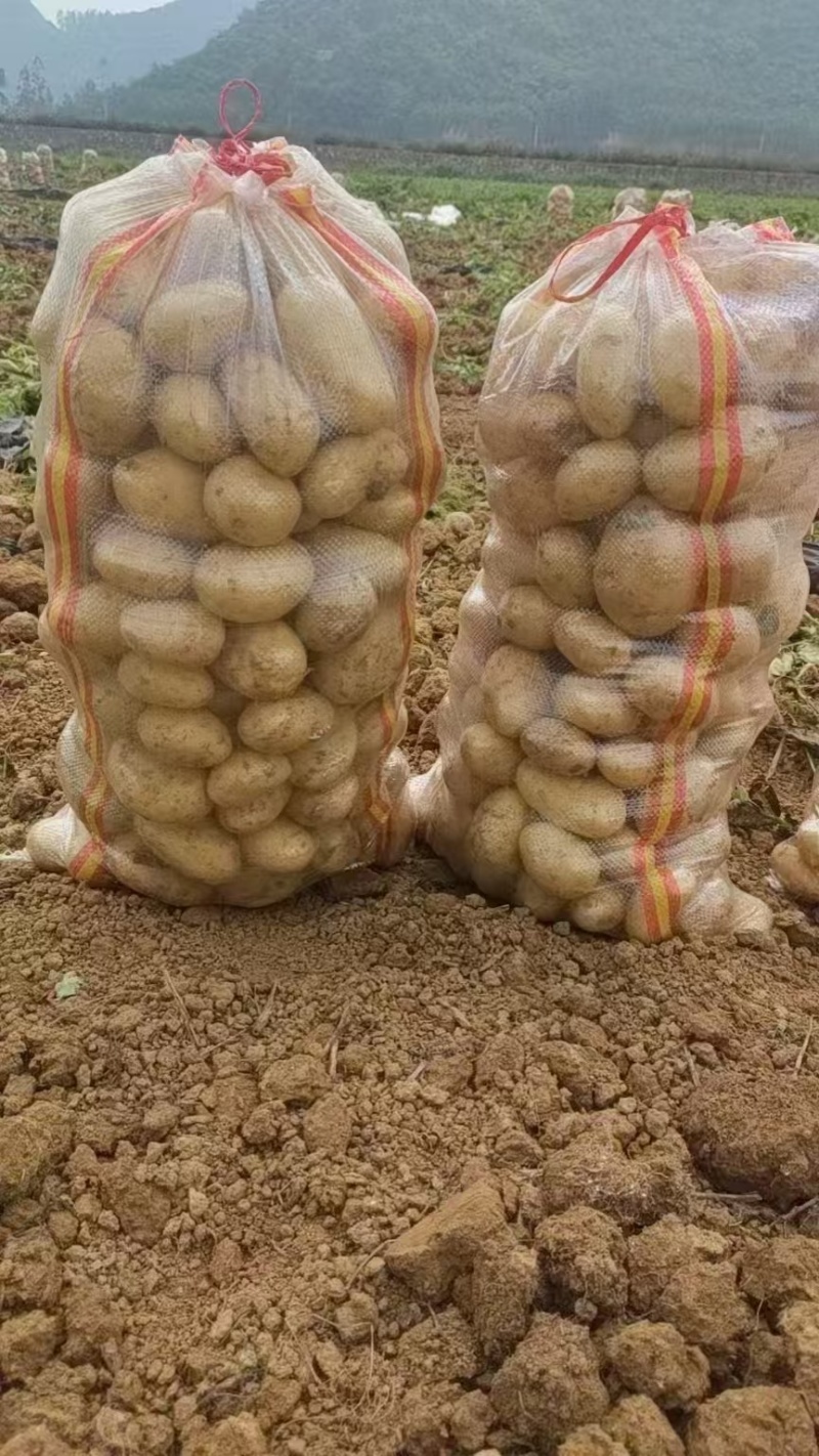 精品黄心土豆实验一号/v7/沃土/希森/黄皮黄心土豆