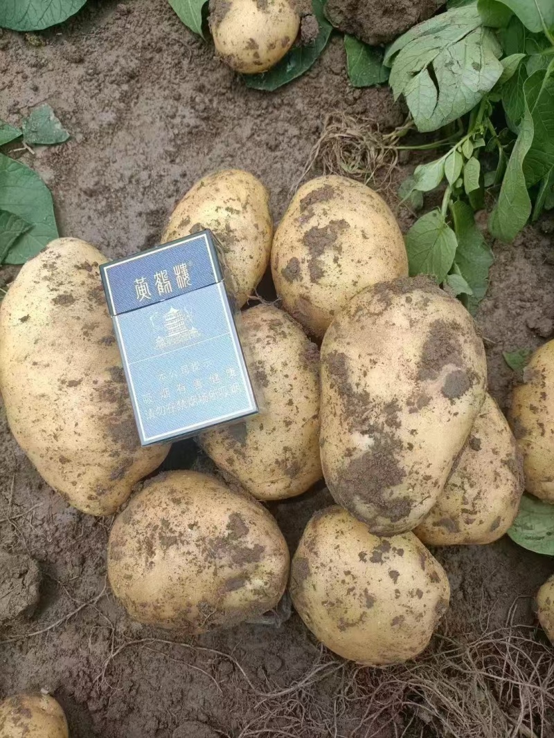 精品黄心土豆实验一号/v7/沃土/希森/黄皮黄心土豆