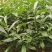 白花牛奶苗，牛奶树根苗
