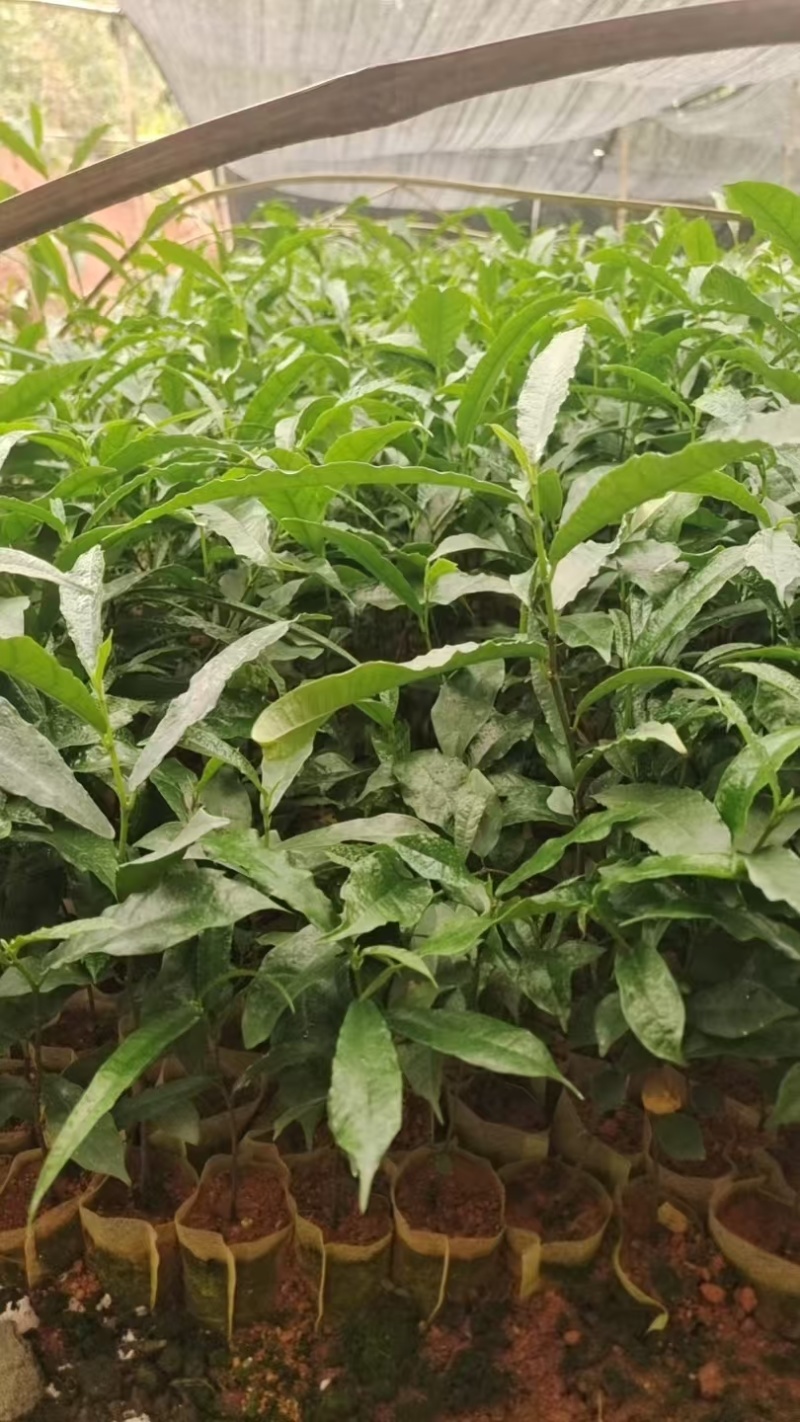 白花牛奶苗，牛奶树根苗