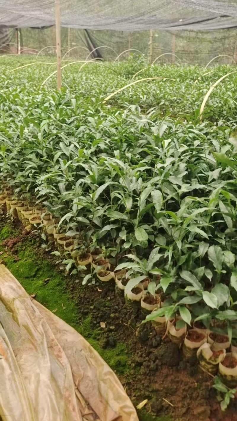 白花牛奶苗，牛奶树根苗