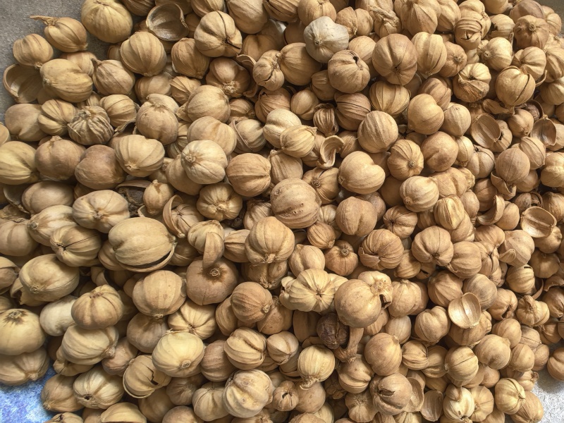 紫蔻精选无杂只卖好货品质保证价格实惠