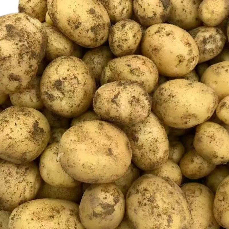 实验一号/V7/沃土/希森/荷兰十五黄心土豆各种品
