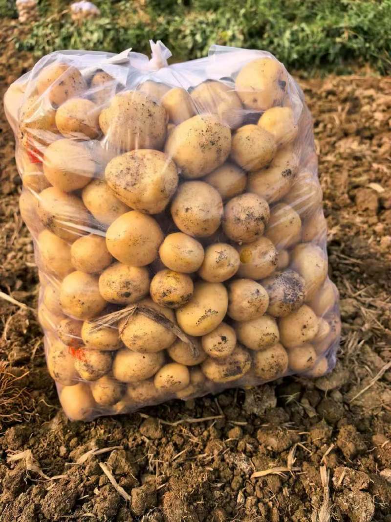 实验一号/V7/沃土/希森/荷兰十五黄心土豆各种品