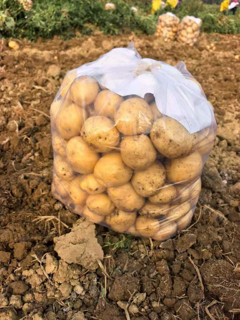 实验一号/V7/沃土/希森/荷兰十五黄心土豆各种品