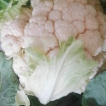 精品花菜产地大量接车散花有机花实花菜花货源充足个头大颜色