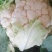 精品花菜产地大量接车散花有机花实花