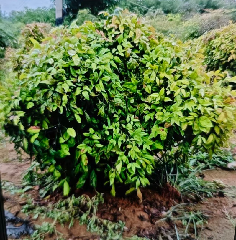 火焰南天竹景观大球，稀缺精品，冬季全红